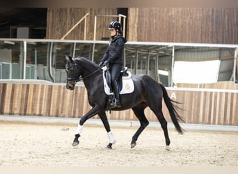 KWPN, Mare, 4 years, 16.2 hh, Brown Falb mold
