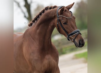 KWPN, Mare, 4 years, 16.2 hh, Brown-Light