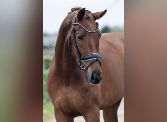 KWPN, Mare, 4 years, 16.2 hh, Brown-Light
