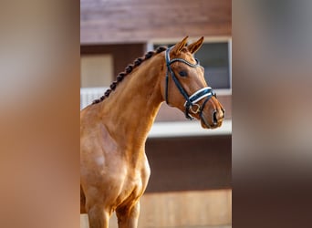 KWPN, Mare, 4 years, 16,2 hh, Chestnut-Red