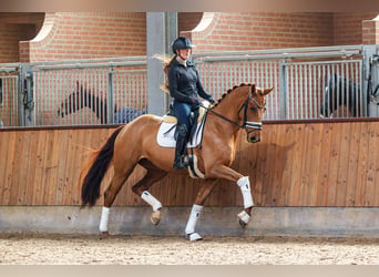 KWPN, Mare, 4 years, 16,2 hh, Chestnut-Red