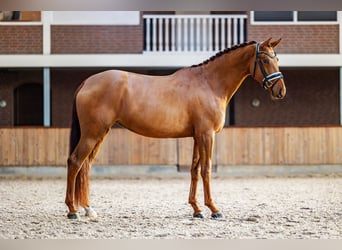 KWPN, Mare, 4 years, 16,2 hh, Chestnut-Red