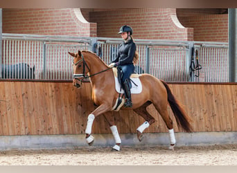 KWPN, Mare, 4 years, 16,2 hh, Chestnut-Red