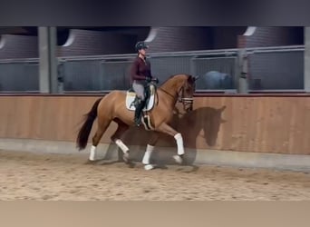 KWPN, Mare, 4 years, 16,2 hh, Chestnut-Red