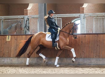 KWPN, Mare, 4 years, 16,2 hh, Chestnut-Red