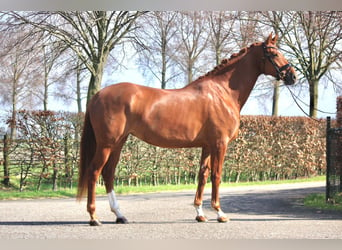 KWPN, Mare, 4 years, 16.2 hh, Chestnut-Red