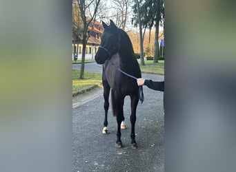 KWPN, Mare, 4 years, 16,2 hh