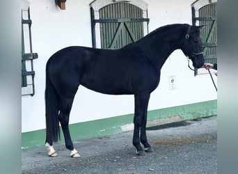 KWPN, Mare, 4 years, 16,2 hh