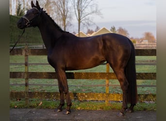 KWPN, Mare, 4 years, 16.2 hh, Smoky-Black