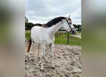 KWPN, Mare, 4 years, 16,2 hh, White