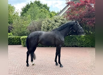 KWPN, Mare, 4 years, 16.3 hh, Black