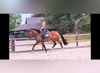 KWPN, Mare, 4 years, 16,3 hh, Brown