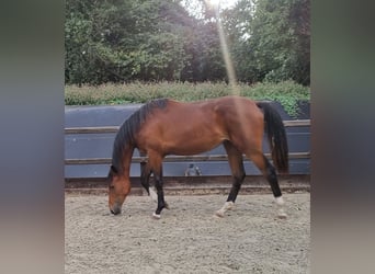 KWPN, Mare, 4 years, 16,3 hh, Brown