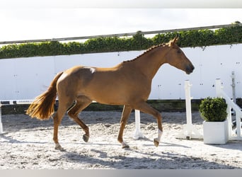 KWPN, Mare, 4 years, 16.3 hh