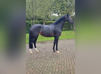 KWPN, Mare, 4 years, 16.3 hh, Smoky-Black