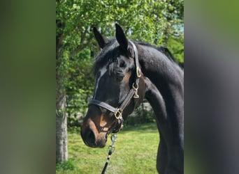 KWPN, Mare, 4 years, 16.3 hh, Smoky-Black
