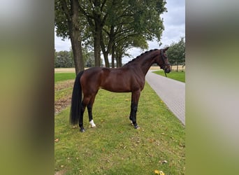 KWPN, Mare, 4 years, 16 hh, Bay-Dark