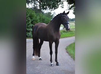 KWPN, Mare, 4 years, 16 hh, Bay-Dark