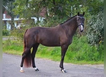 KWPN, Mare, 4 years, 16 hh, Bay-Dark