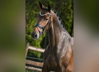 KWPN, Mare, 4 years, 16 hh, Bay-Dark