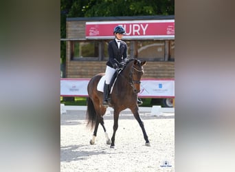 KWPN, Mare, 4 years, 16 hh, Bay-Dark