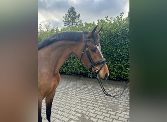 KWPN, Mare, 4 years, 16 hh, Bay