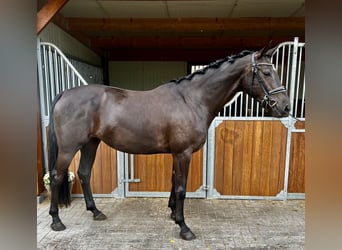 KWPN, Mare, 4 years, 16 hh, Black