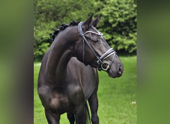 KWPN, Mare, 4 years, 16 hh, Black