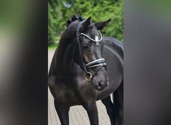 KWPN, Mare, 4 years, 16 hh, Black