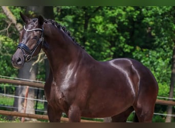 KWPN, Mare, 4 years, 16 hh, Black