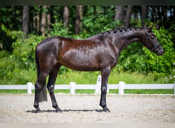 KWPN, Mare, 4 years, 16 hh, Black