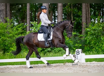 KWPN, Mare, 4 years, 16 hh, Black