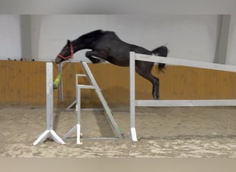 KWPN, Mare, 4 years, 16 hh, Black