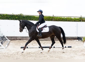 KWPN, Mare, 4 years, 16 hh, Black
