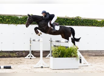 KWPN, Mare, 4 years, 16 hh, Black