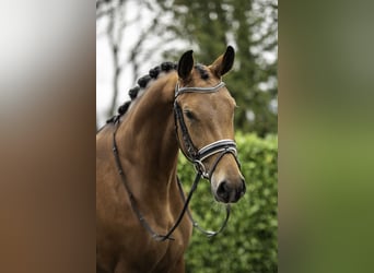 KWPN, Mare, 4 years, 16 hh, Brown
