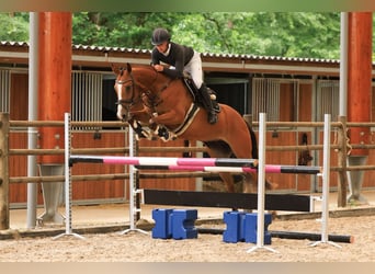 KWPN, Mare, 4 years, 16 hh, Brown