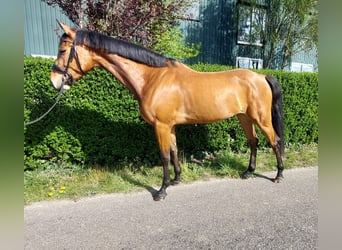 KWPN, Mare, 4 years, 16 hh, Brown