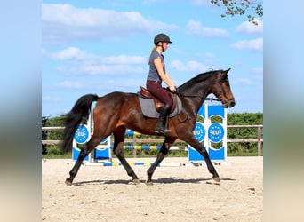 KWPN, Mare, 4 years, 16 hh, Brown