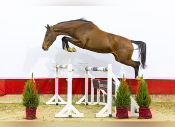 KWPN, Mare, 4 years, 16 hh, Brown