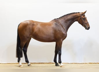 KWPN, Mare, 4 years, 16 hh, Brown