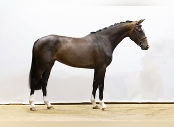KWPN, Mare, 4 years, 16 hh, Brown