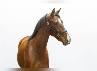 KWPN, Mare, 4 years, 16 hh, Brown