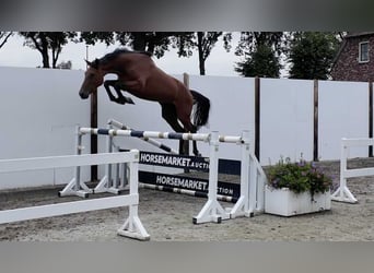 KWPN, Mare, 4 years, 16 hh, Brown