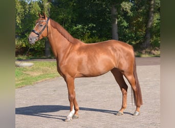 KWPN, Mare, 4 years, 16 hh, Chestnut