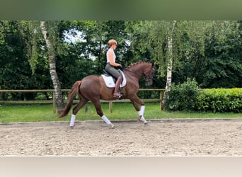 KWPN, Mare, 4 years, 16 hh, Chestnut