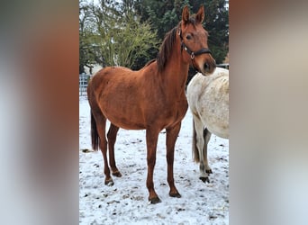 KWPN, Mare, 4 years, 16 hh, Chestnut-Red
