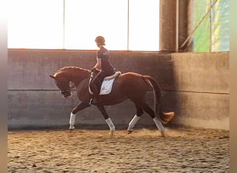 KWPN, Mare, 4 years, 16 hh, Chestnut-Red