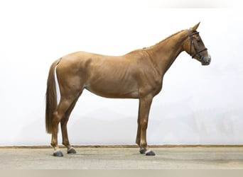 KWPN, Mare, 4 years, 16 hh, Chestnut-Red