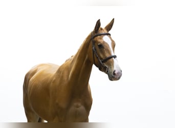 KWPN, Mare, 4 years, 16 hh, Chestnut-Red